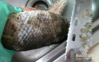 黑鱼怎么去骨视频教程,视频教程轻松学会