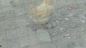 鸡叫视频,一段温馨的鸡叫视频记录