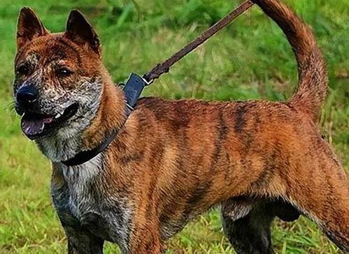 虎斑犬打猎视频,捕猎瞬间捕捉