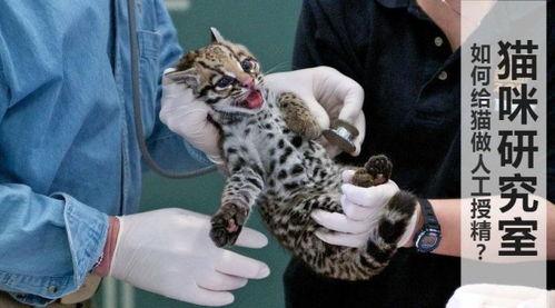 给猫人工授精视频,专业兽医操作演示