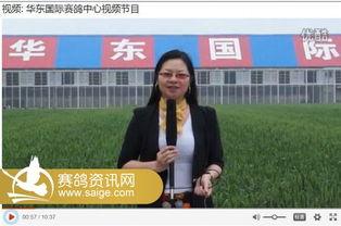 赛鸽万象新视频