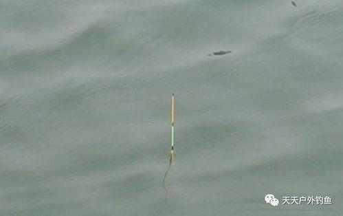 鱼吃饵料浮漂动作视频,浮漂动作揭秘